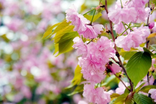 司園春景盛，奮進(jìn)正當(dāng)時(shí)