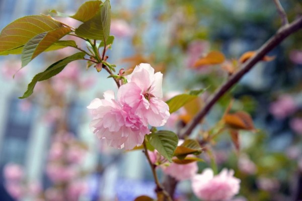 司園春景盛，奮進(jìn)正當(dāng)時(shí)