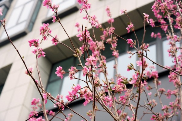 司園春景盛，奮進(jìn)正當(dāng)時(shí)